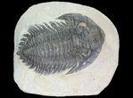 Bargain, Pseudocryphaeus? Trilobite #79790-1